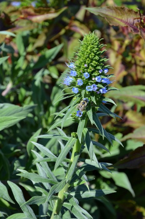 Echium pininana (2)